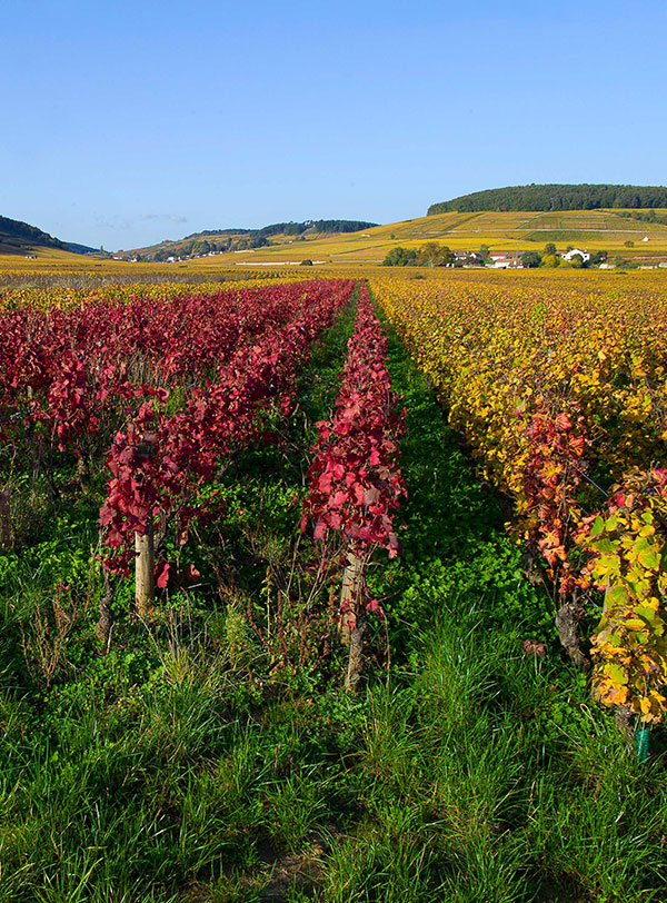 Vignes en automne - Bourgogne